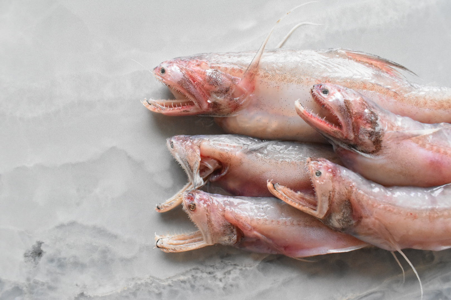 bombay duck in singapore