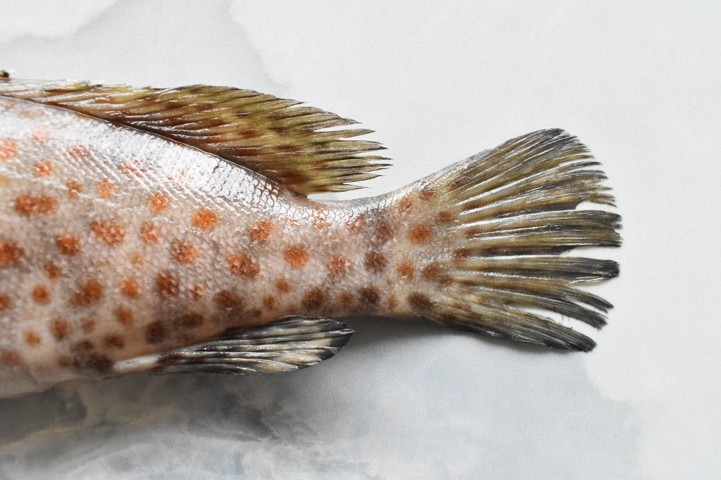 singapore online seafood delivery