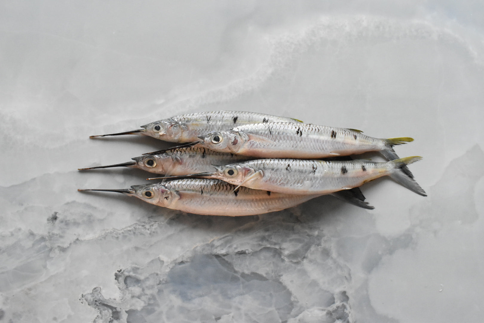 GarfishㅣHalfbeak Fish – OrderSeafoodSg - Main Image