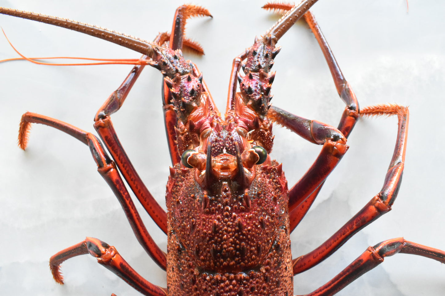 Rock lobster
