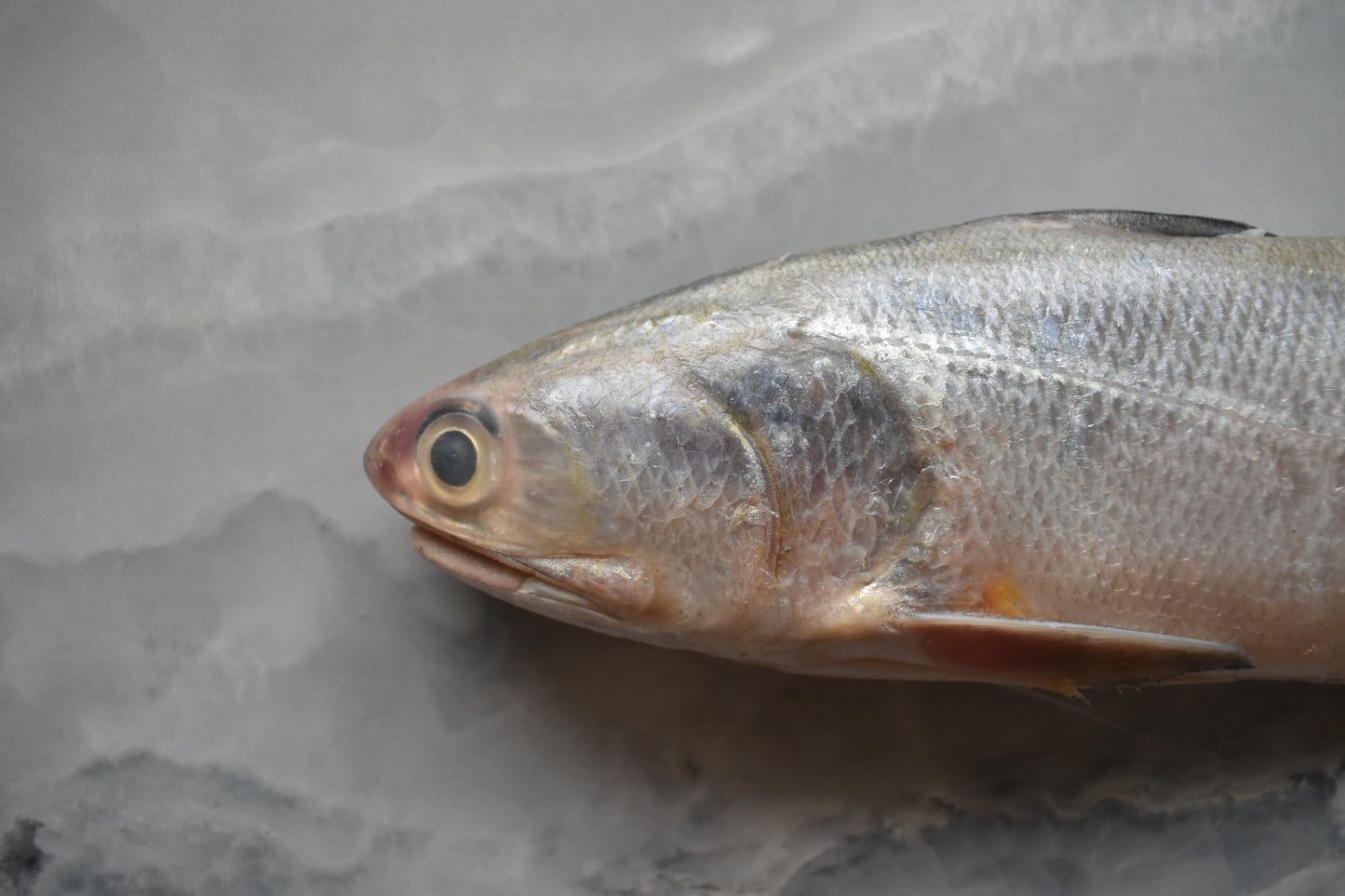 baby threadfin in singapore