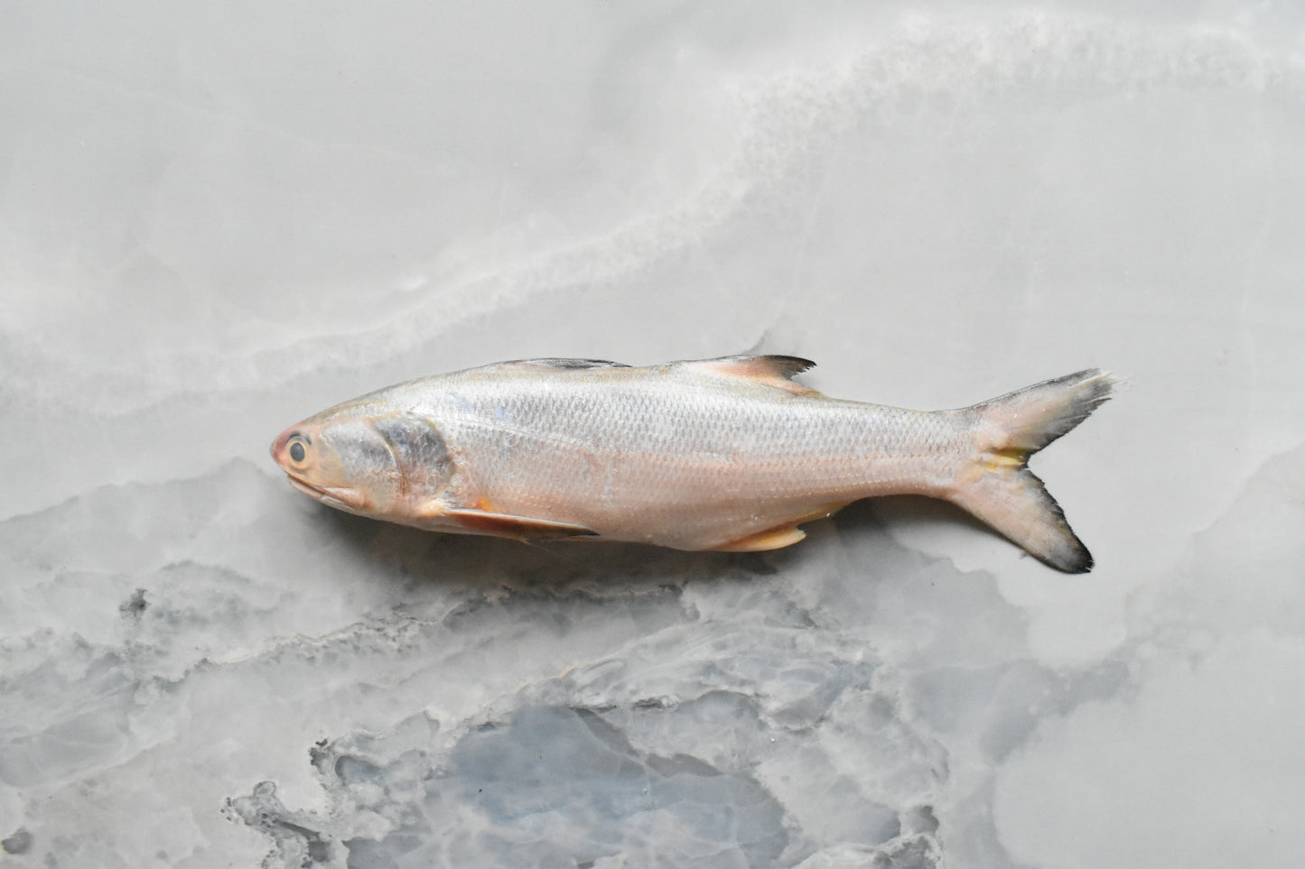 online seafood delivery in Singapore