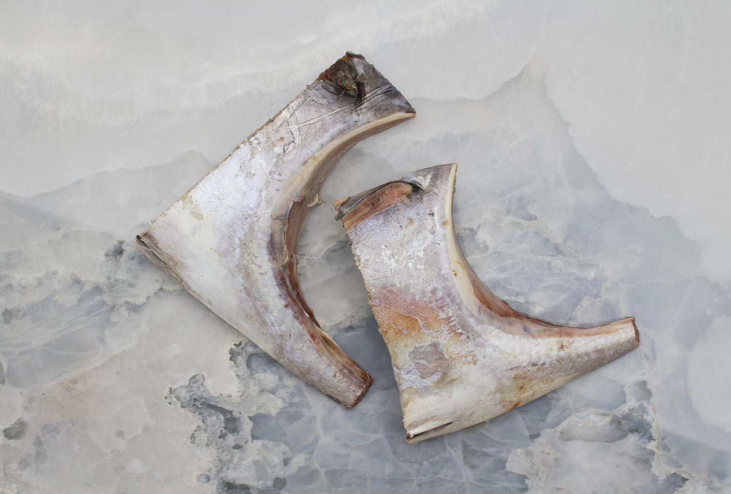 Tuna collar