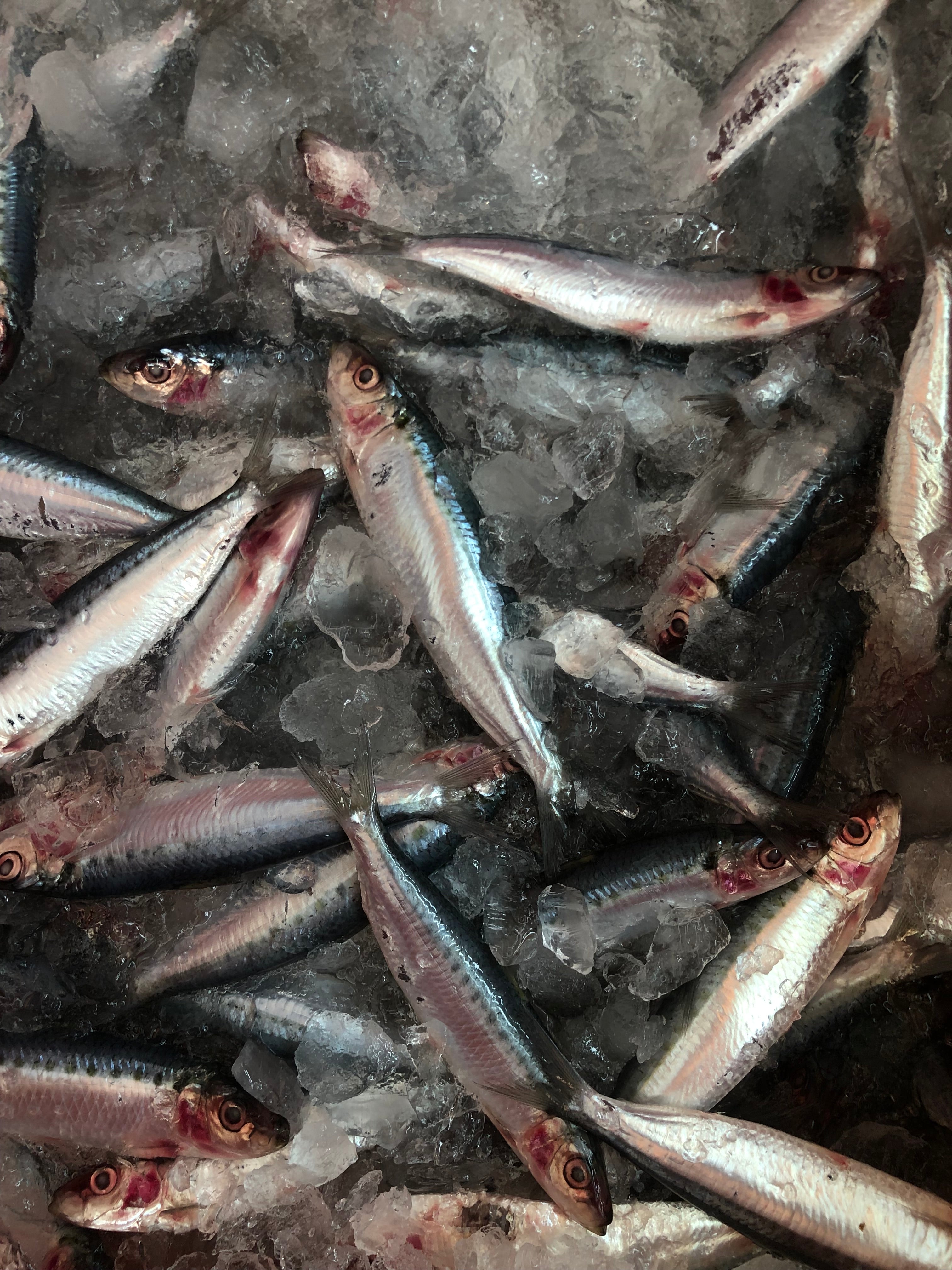 online seafood delivery in Singapore wholesale seafood supplier Singapore