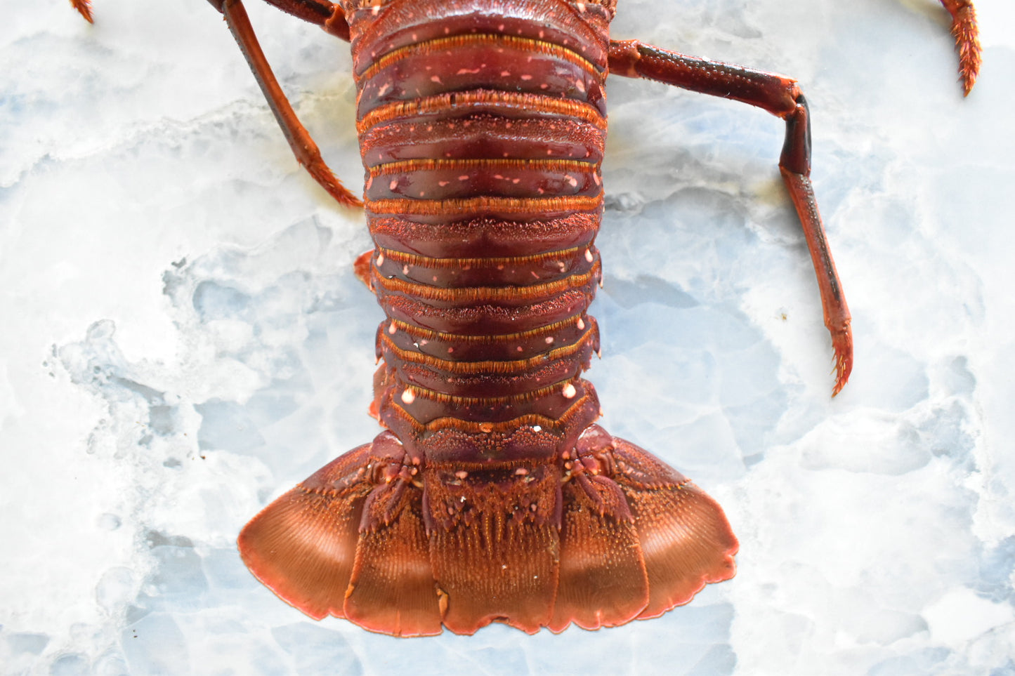Rock lobster