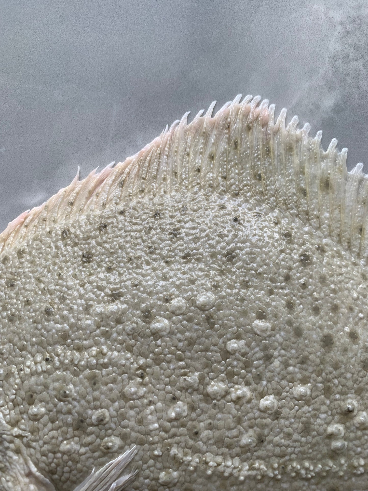 Turbot