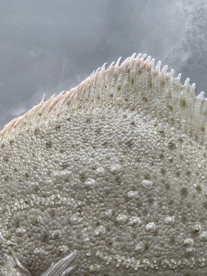Turbot