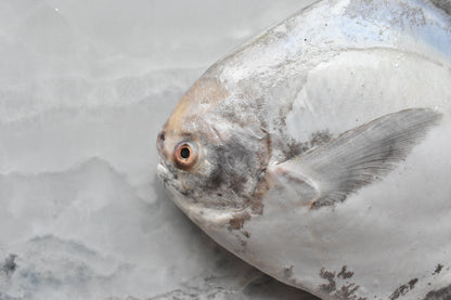 chinese pomfret in singapore 