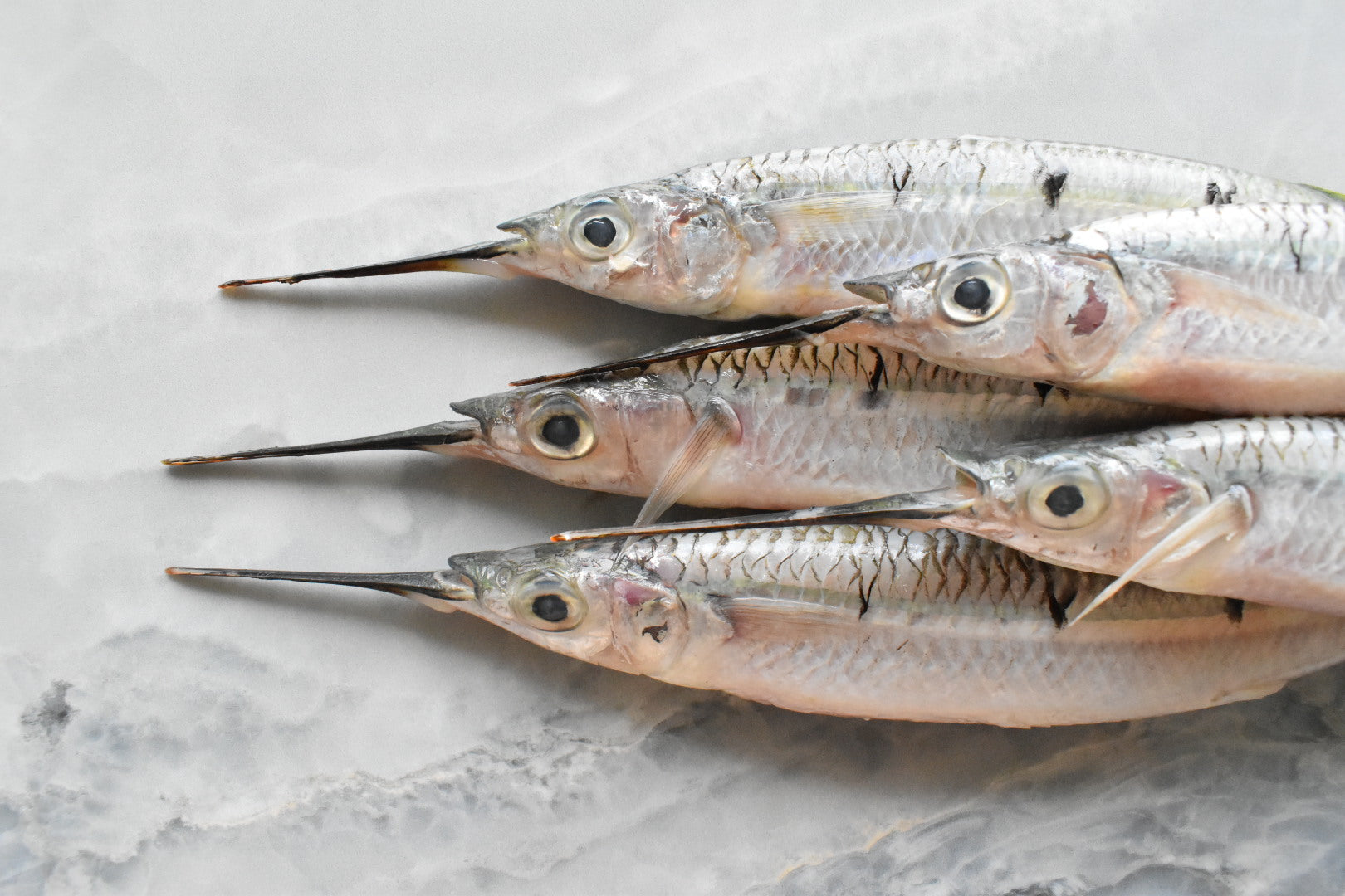 garfish in singapore