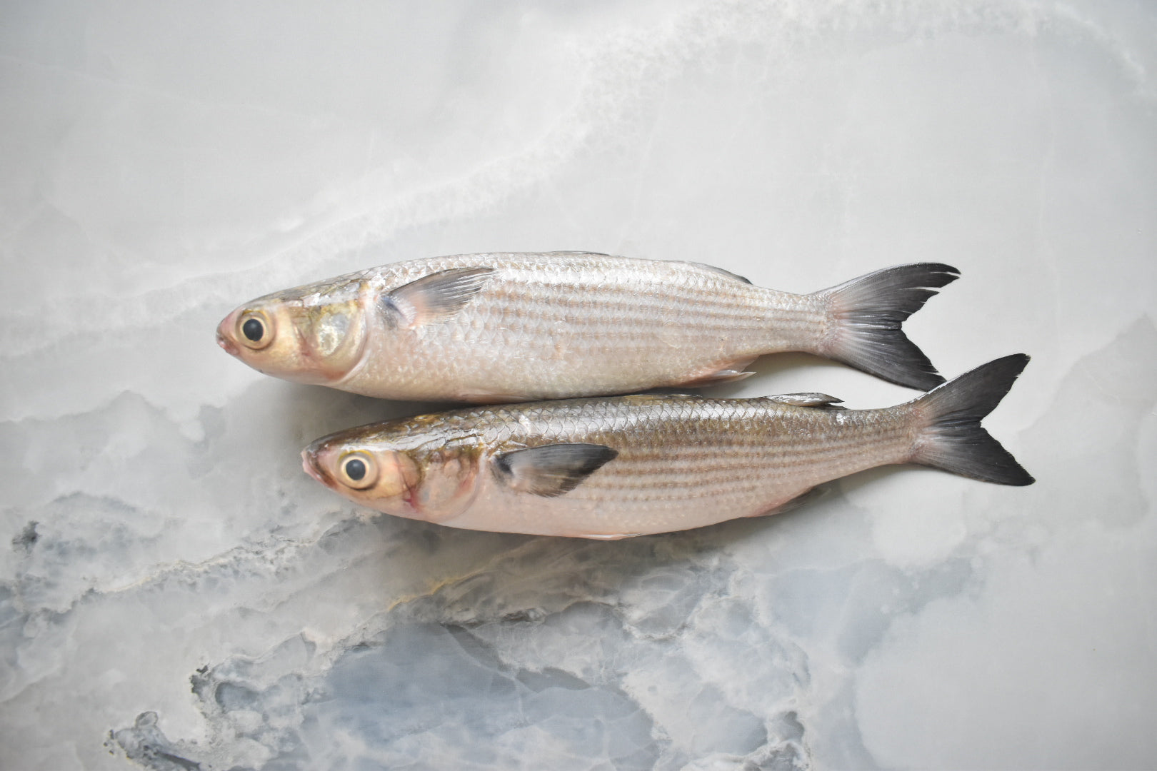 online seafood delivery in Singapore 