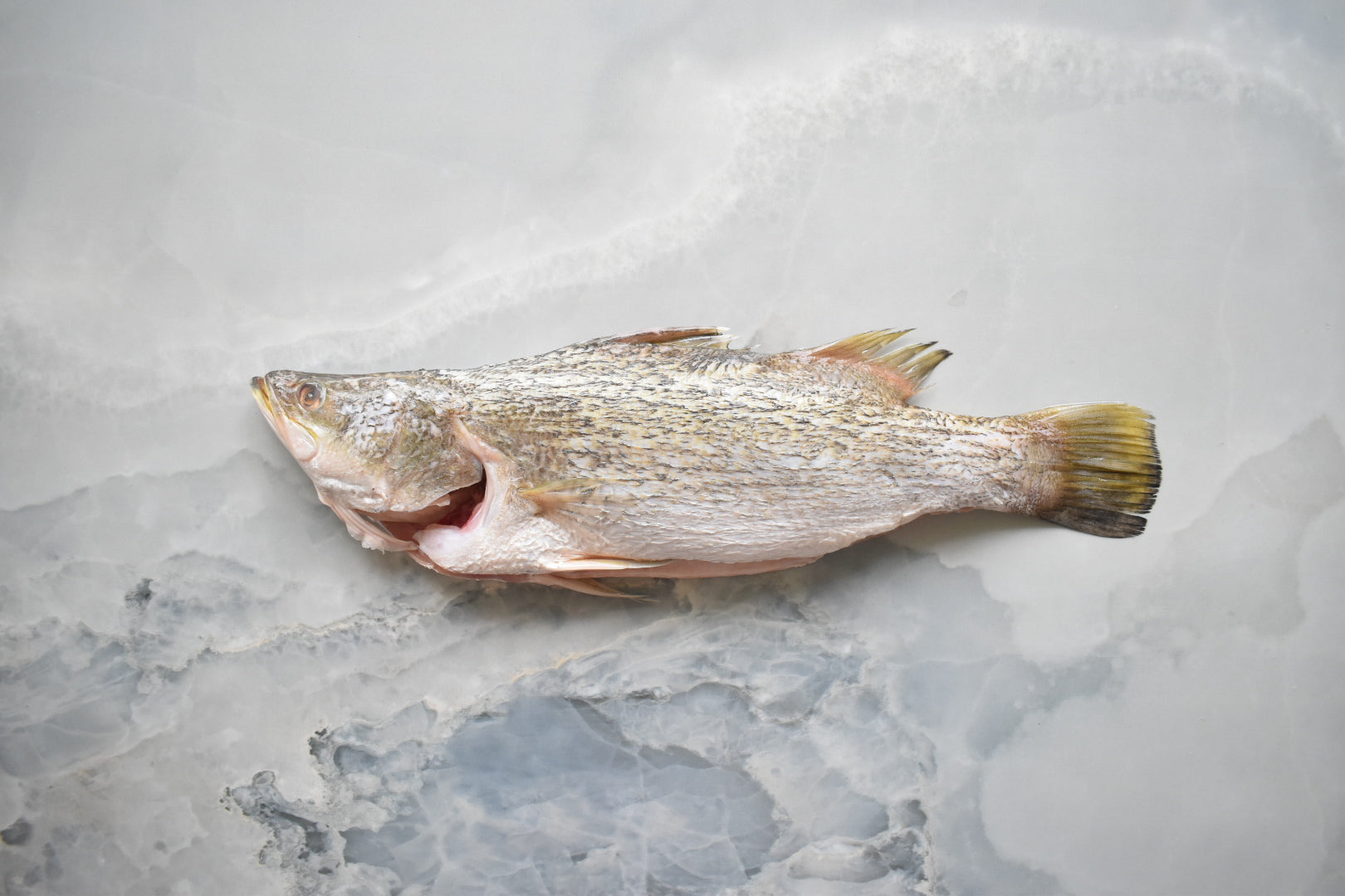 online seafood delivery in Singapore