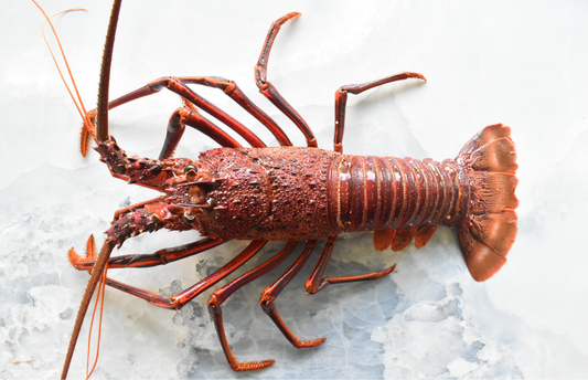 Rock lobster