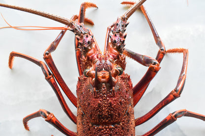 Rock lobster