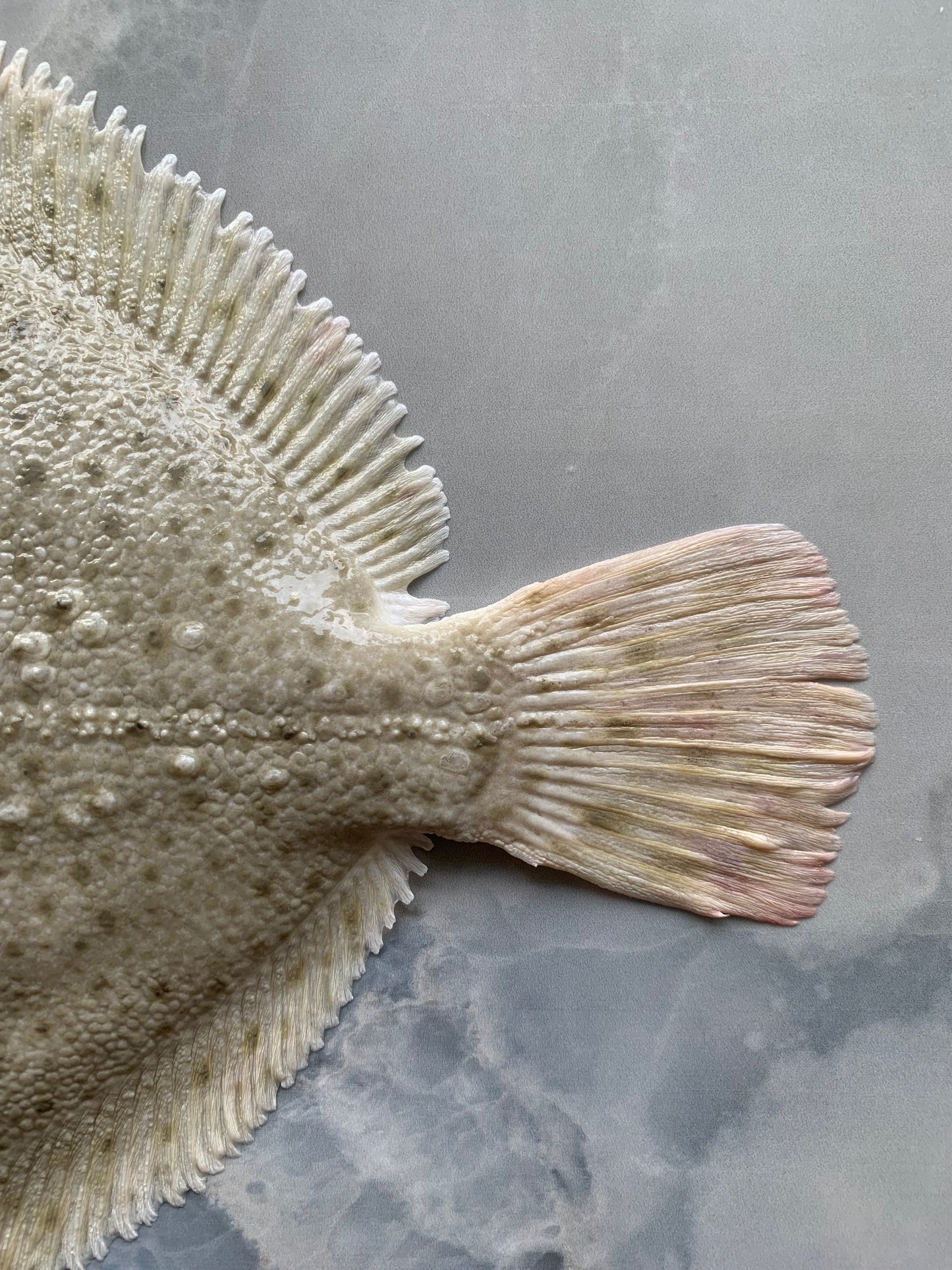 Turbot