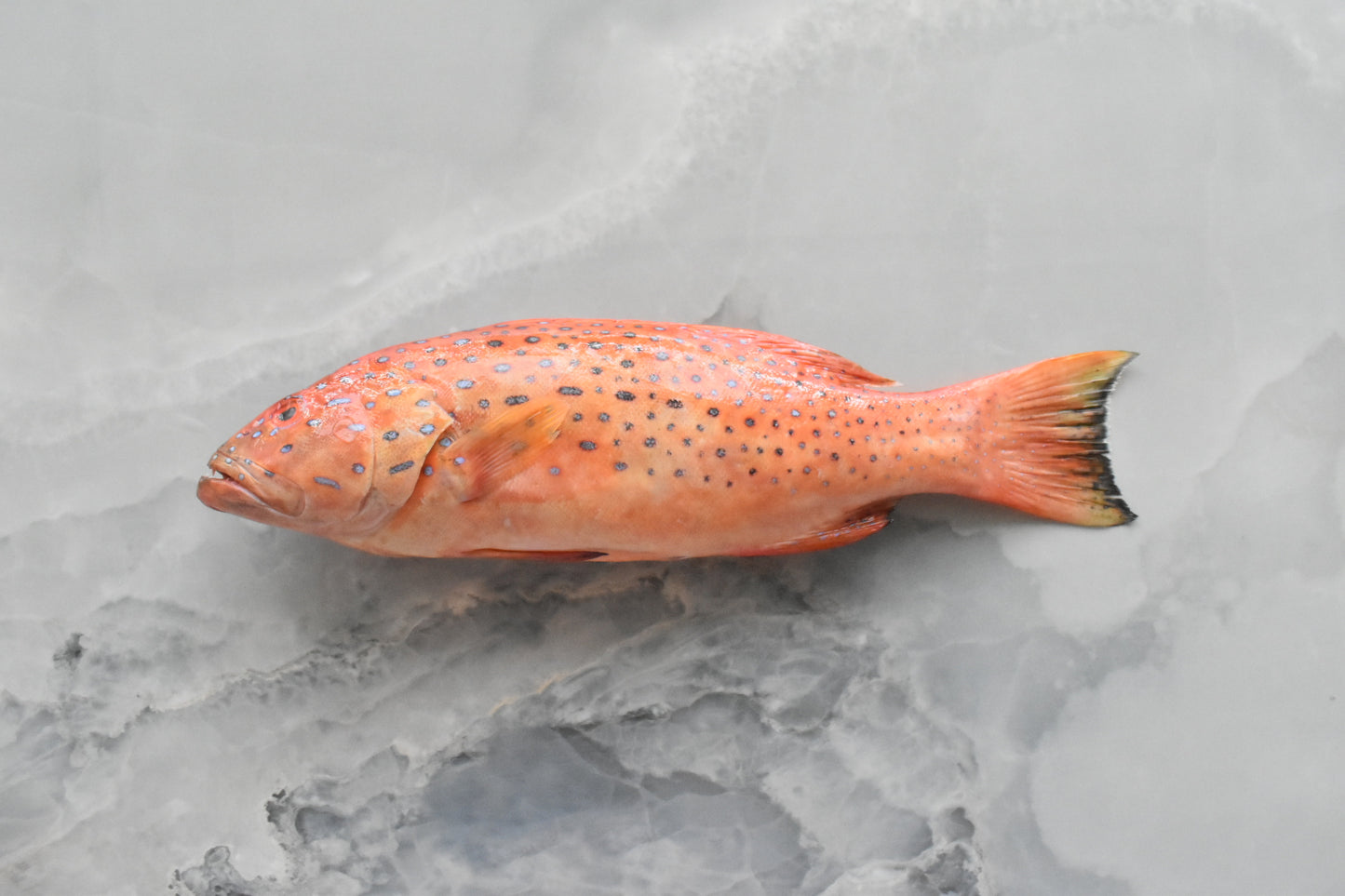 Red GrouperㅣCoral Trout