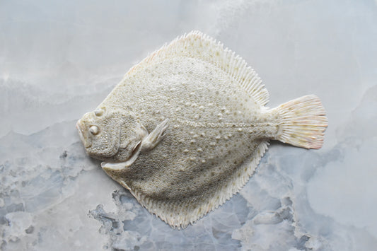 Turbot