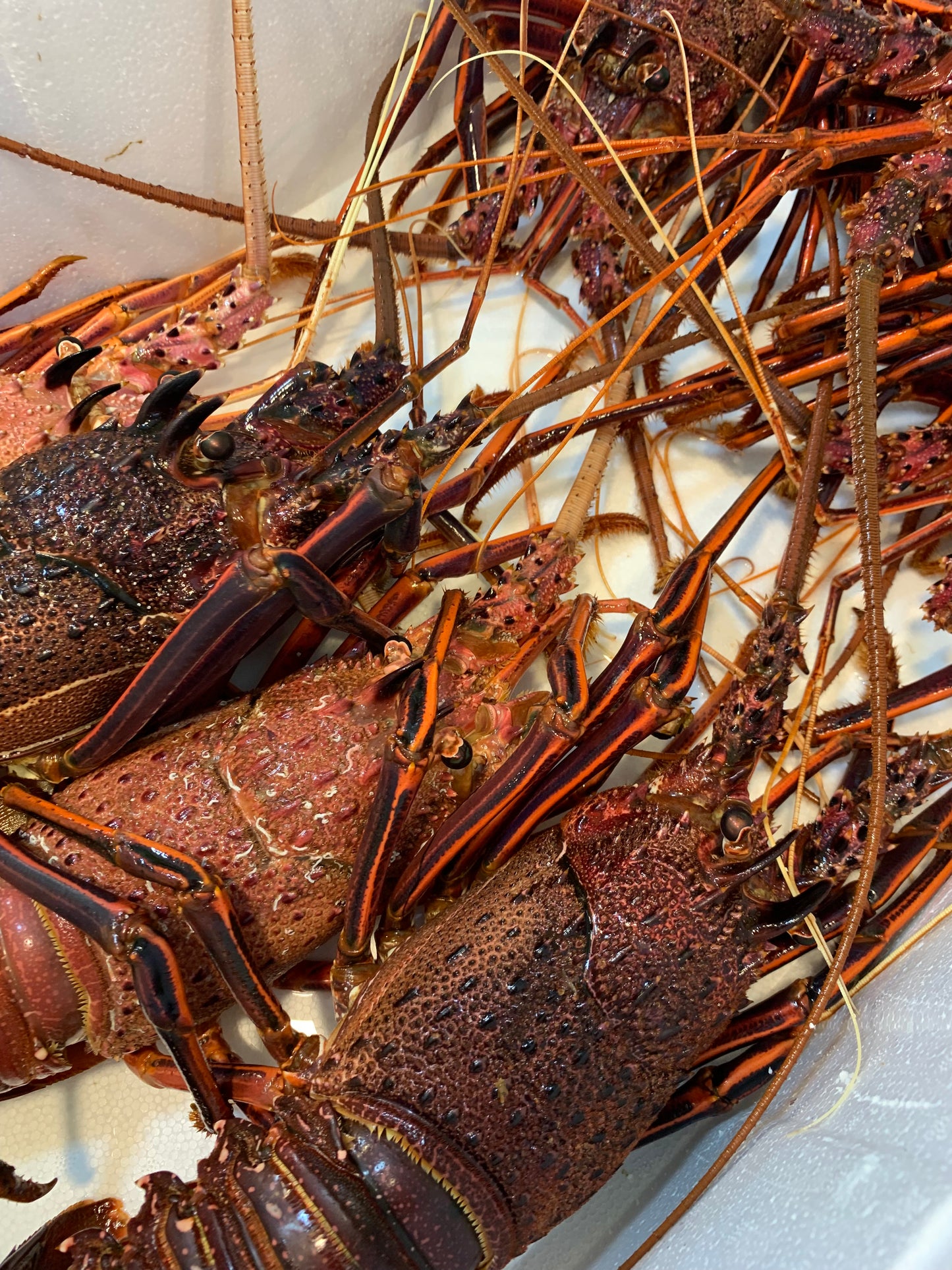 Rock lobster