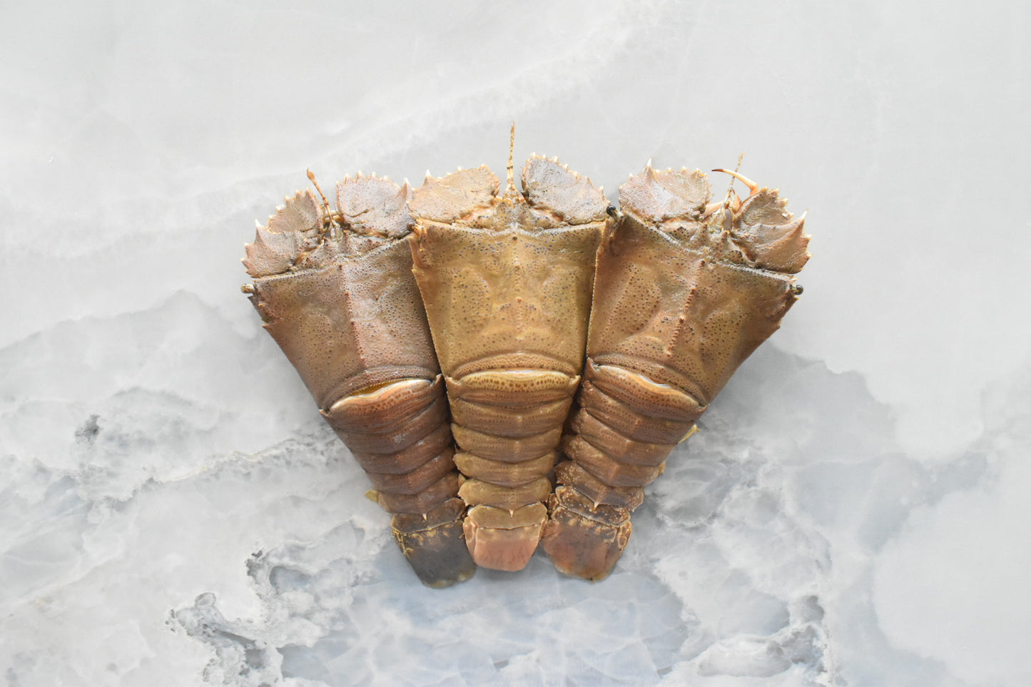 CrayfishㅣSlipper Lobster