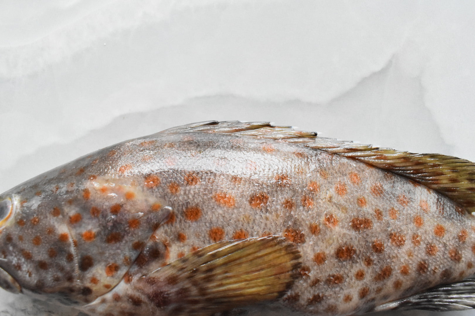 black grouper in singapore 