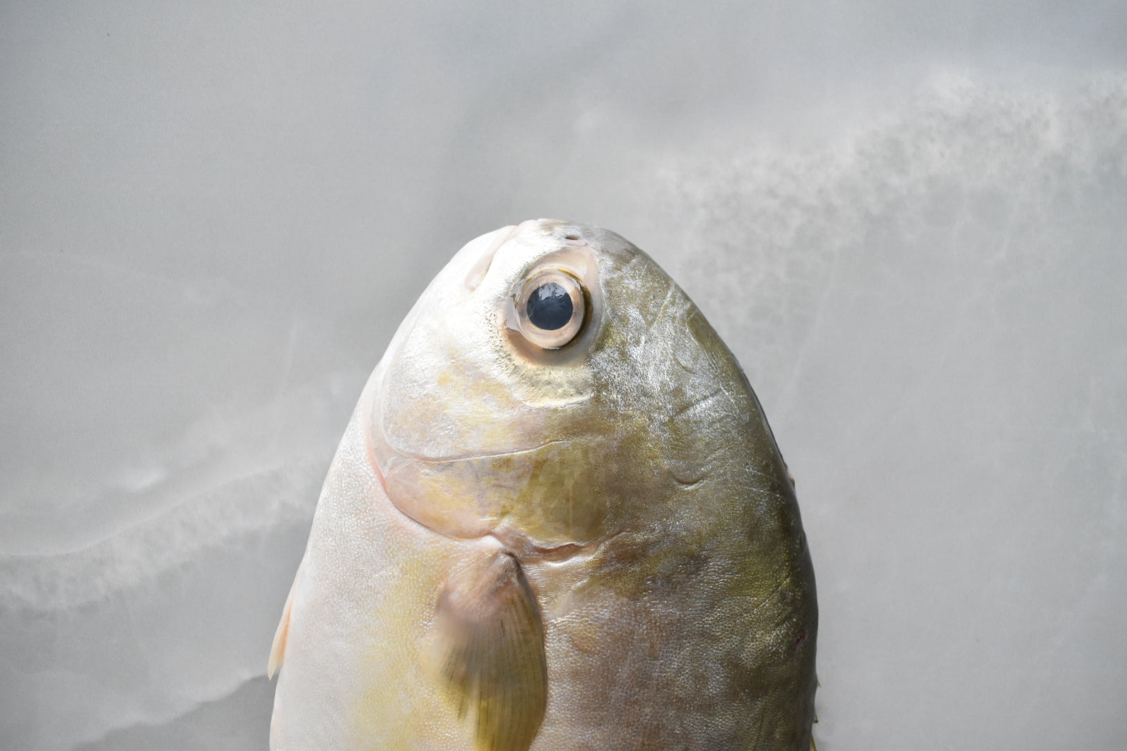 golden pomfret in singapore