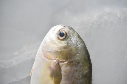 golden pomfret in singapore