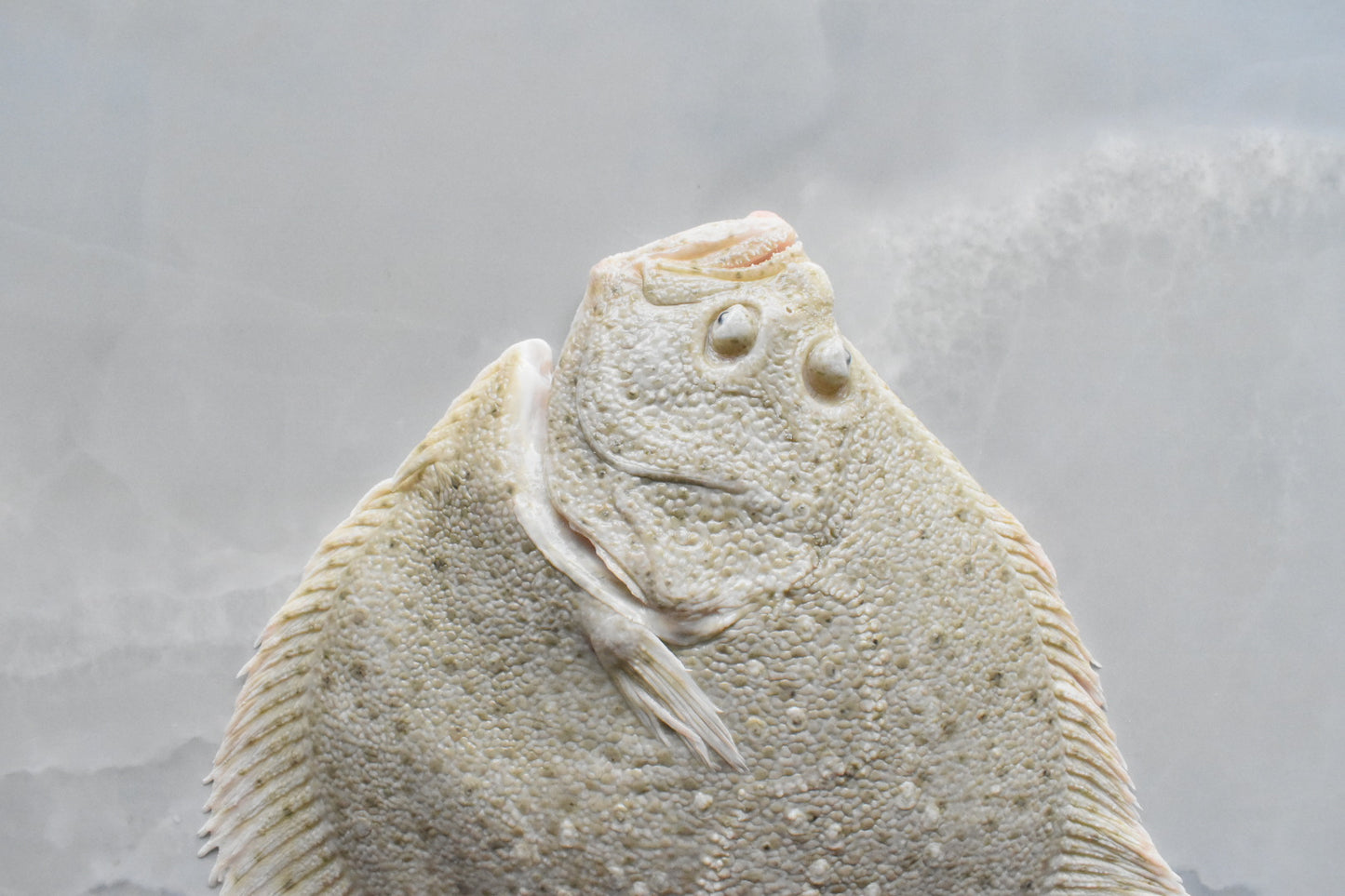 Turbot