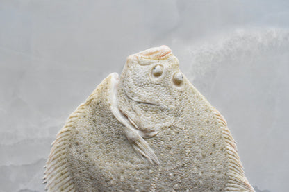 Turbot