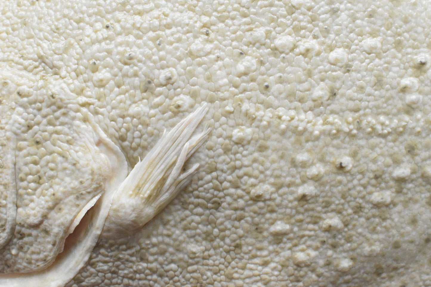 Turbot