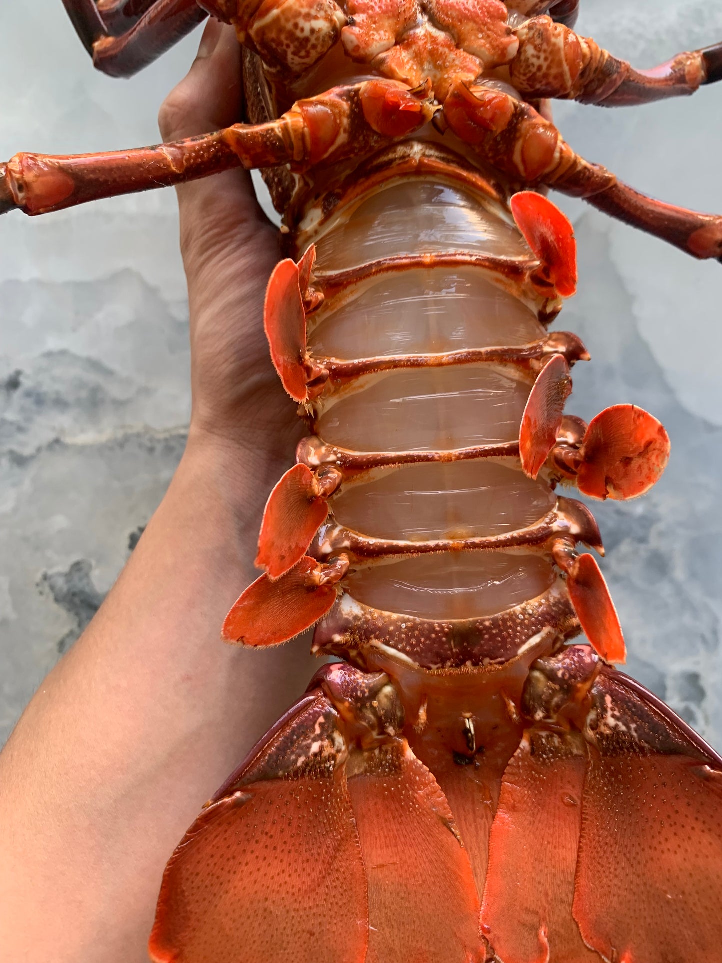 Rock lobster